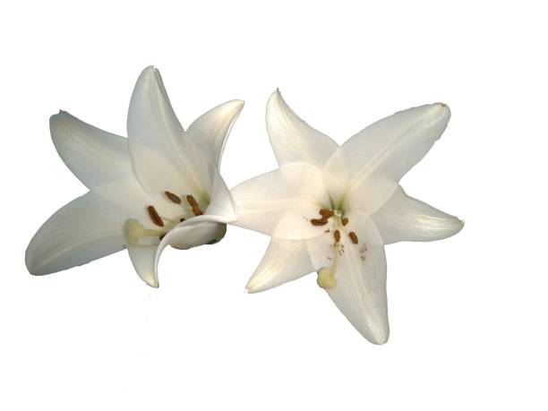 istock Lillies background removed for abstract purposes 2174920151