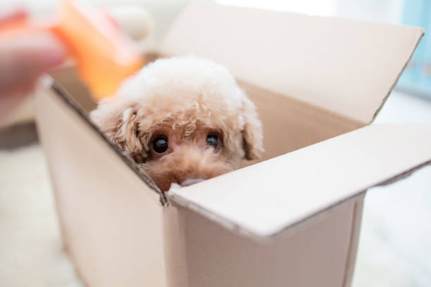 istock Dog in a box isolated on a white background 2174921556