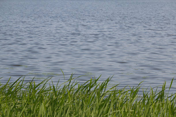 Lush green reed leaves by a flat wide river landscape, Hokkaido