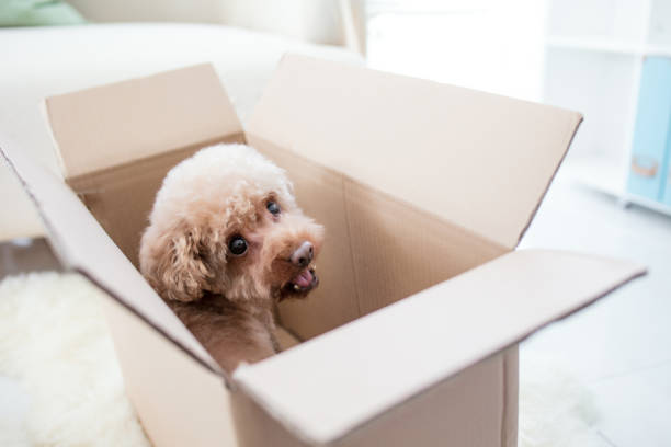 istock Dog in a box isolated on a white background 2174923168