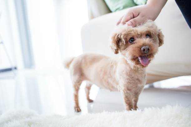 istock A person petting a poodle 2174924121