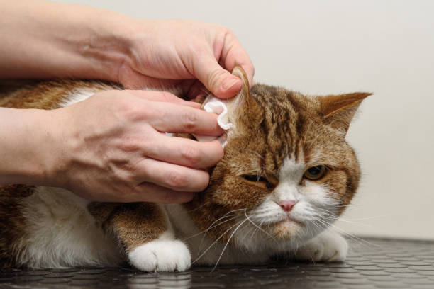 istock grooming of britain cat 2174924137