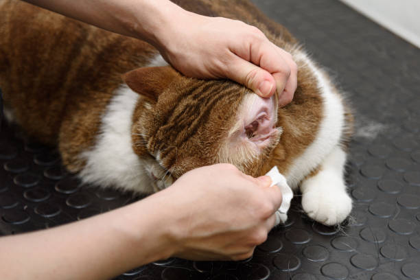 istock grooming of britain cat 2174924147