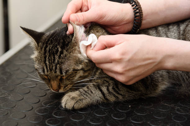istock grooming of smoky cat 2174924156