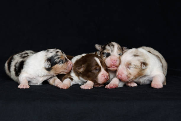 istock Australian Shepherd newborn puppie 2174925914