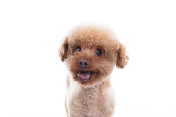 istock A fluffy brown toy poodle with a happy expression on its face 2174926228