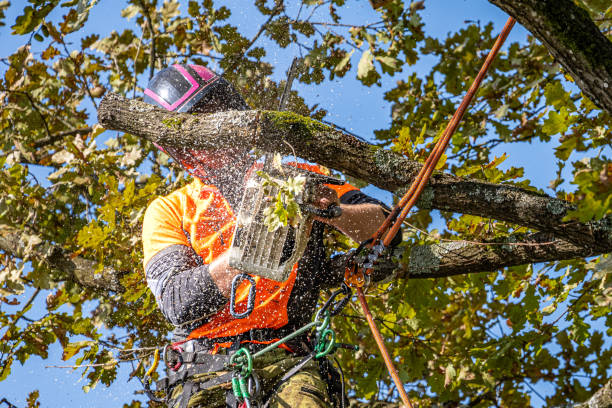 istock Professional Logger in Action with Chainsaw and Safety Gear 2174927196
