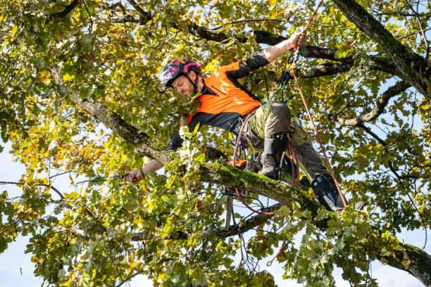 istock Skilled Logger in Safety Gear Pruning Oak Tree 2174927201
