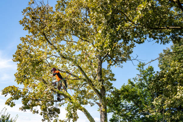 istock Professional Logger Safely Felling Oak Tree 2174927203