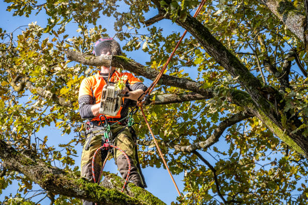 istock Professional Logger in Safety Gear Dismantling Oak Tree 2174927205