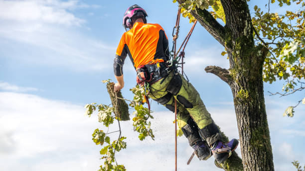 A skilled logger in protective clothing expertly dismembers an oak tree, using specialized equipment at an outdoor location under a clear sky.