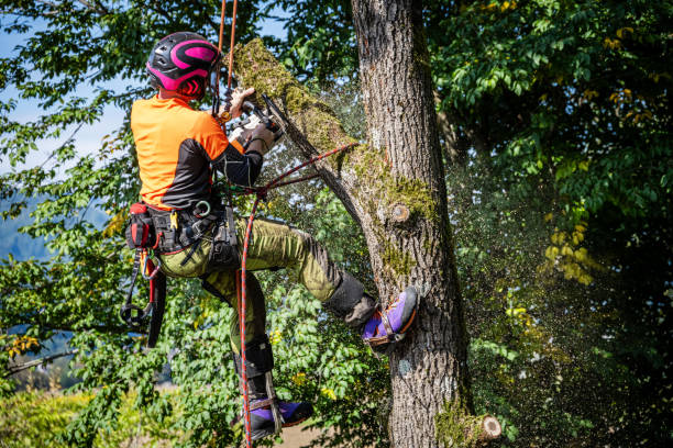 istock Forestry Expert in Action Felling an Oak Tree 2174927212