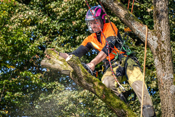 istock Professional Logger in Action with Chainsaw and Safety Gear 2174927220