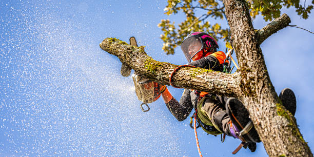 istock Logger Trimming Oak Tree with Chainsaw in Safety Gear 2174927229