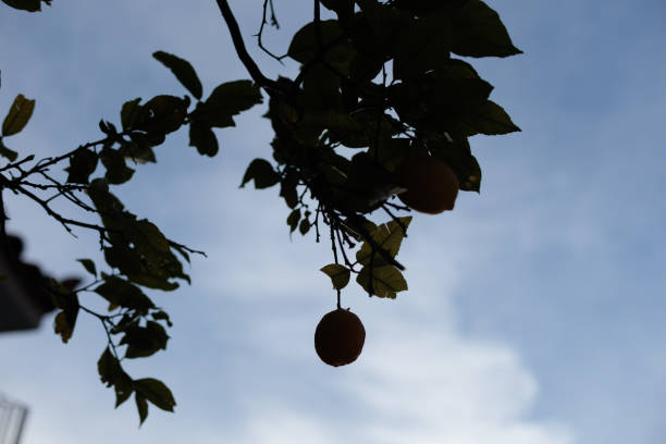 Silhouetted lemons hanging from branch against cloudy sky