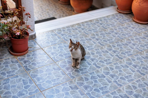 istock Tabby cat sitting on stone tile patio 2174927564
