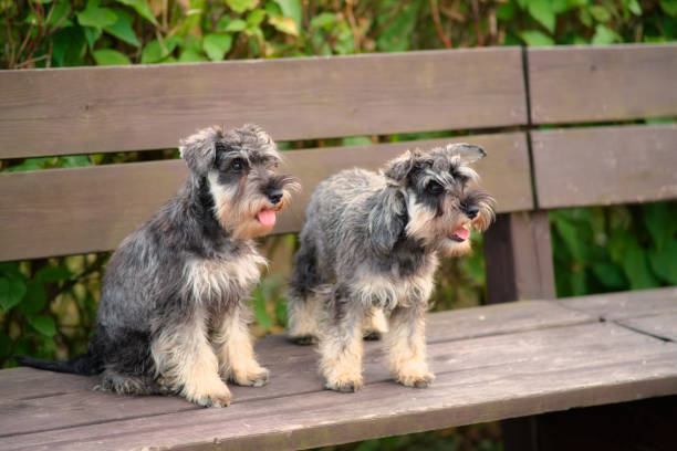 Two small zwergschnauzers are happily sitting on a park bench