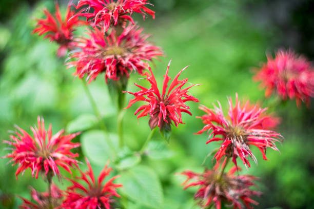 istock Crimson beebalm (Monarda) growing in the garden 2174928592