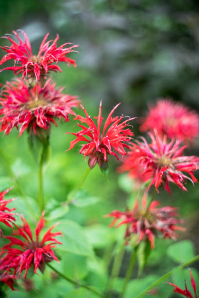 istock Crimson beebalm (Monarda) growing in the garden 2174928595