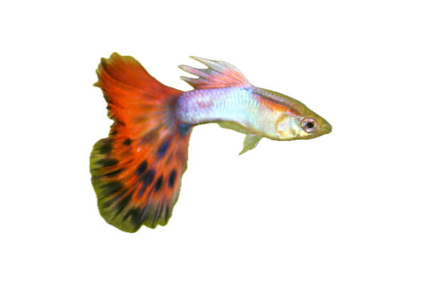 istock male guppy (Poecilia reticulata) 2174929418