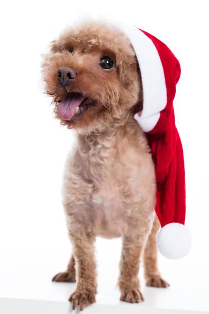 istock A cute poodle wearing a Santa hat 2174929487