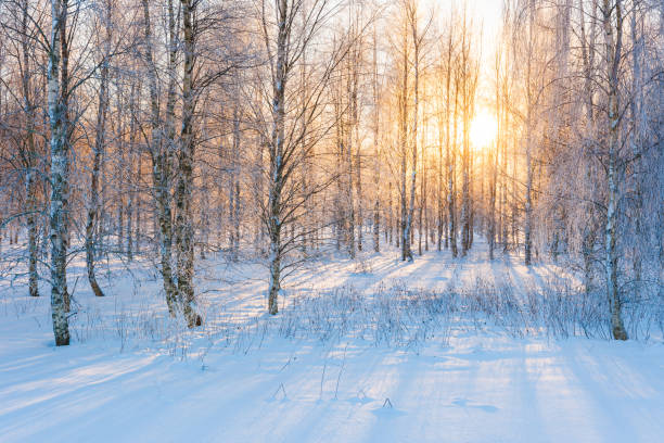 istock Sunlight illuminating a snow-covered forest in Sweden creates a serene winter landscape during the early morning 2174930730