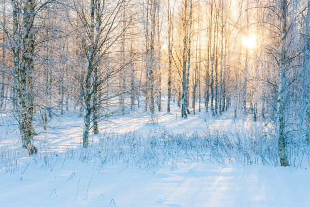 istock Sunlight filters through a tranquil snow-covered forest in Sweden, creating a serene winter landscape at dawn 2174930739