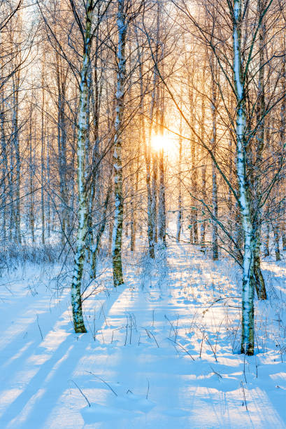 istock Sunlight filtering through a snow-covered forest in Sweden during winter, creating a tranquil and serene atmosphere 2174930755