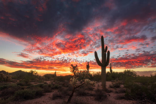 istock Colorful Arizona desert sunset 2174932054