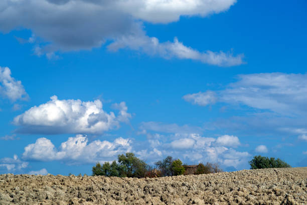 A vast plowed field extending towards the horizon under a bright blue sky filled with fluffy white clouds, evoking serenity and rural simplicity in the Danish countryside.