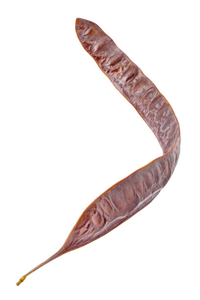 pod of Honey Locust tree, isolated on white background with clipping path