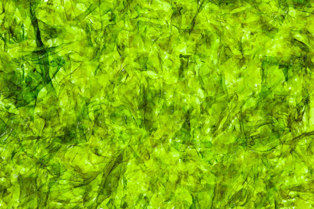 structure close-up of compressed dried green algae of nori