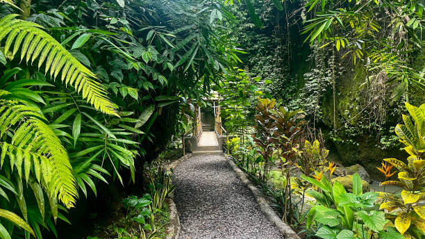 istock Stone path leading through the lush jungle in Bali 2174941318