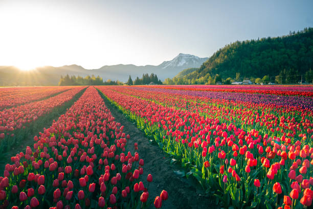 Beautiful Tulip fields in the morning.