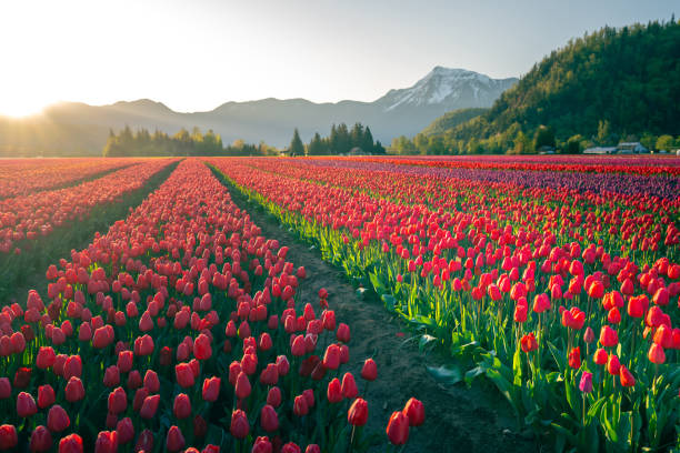 istock Beautiful Tulip fields in the morning. 2174941719