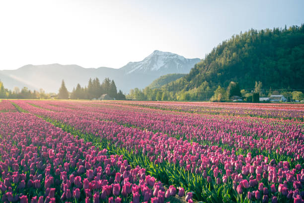 Beautiful Tulip fields in the morning.