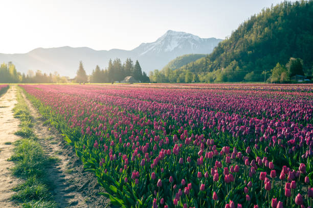 istock Beautiful Tulip fields in the morning. 2174941758