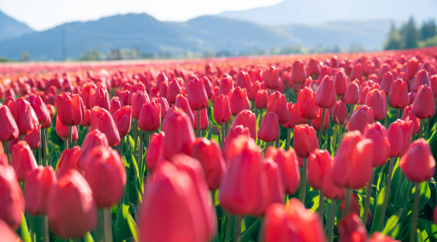 istock Beautiful Tulip fields in the morning. 2174941774