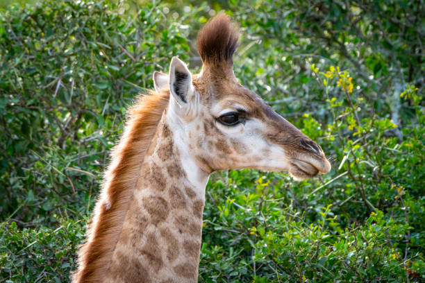 Reticulated Giraffe close-up portrait in a South African Game Reserve portrait.