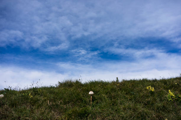 Drumstick mushroom in mountain meadow or hill
