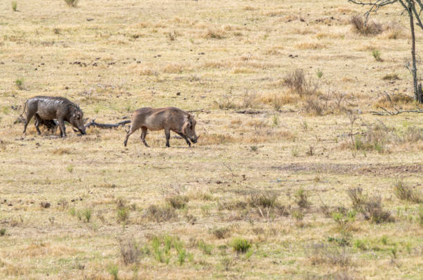 Adult warthogs (Equus quagga burchellii) in a South African Game Reserve, walking towards a watering hole.