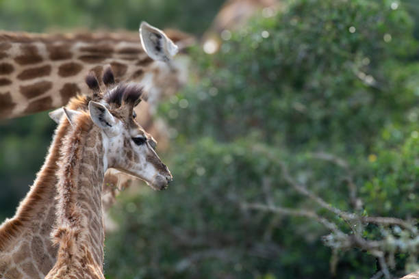 Reticulated Giraffe in a South African Game Reserve, feeding on bushes and trees.
