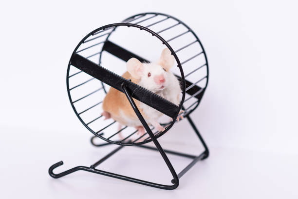 istock domestic mouse in running wheel 2174945212