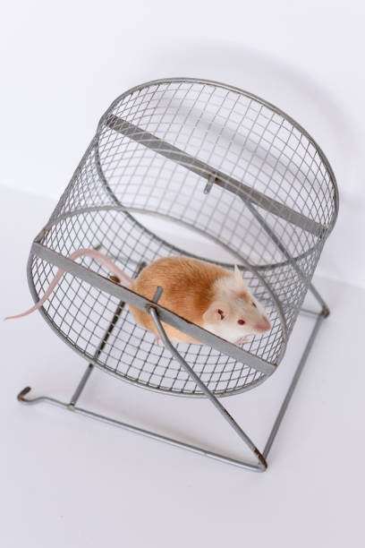 istock domestic mouse in running wheel 2174945218