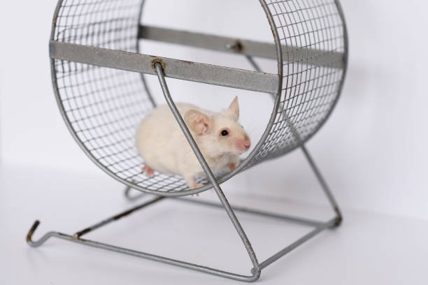 istock domestic mouse in running wheel 2174945219