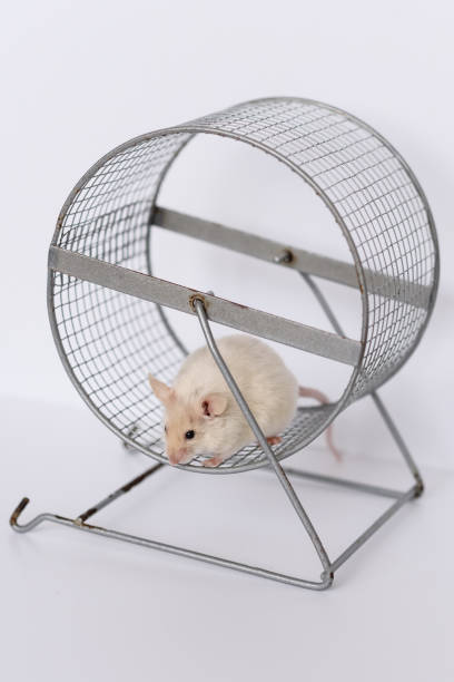 istock domestic mouse in running wheel 2174945223