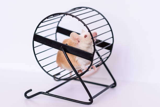 istock domestic mouse in running wheel 2174945231