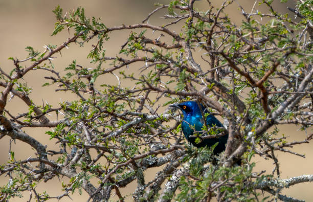 Cape Glossy Starling in a South African Game Reserve.