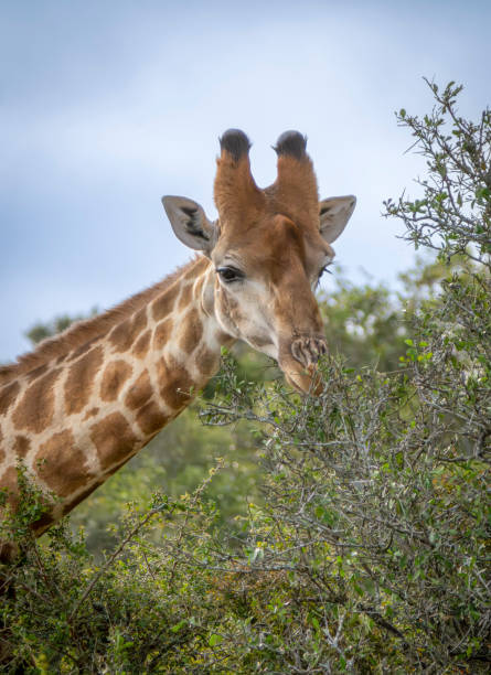 istock Reticulated Giraffe in a South African Game Reserve. 2174945359