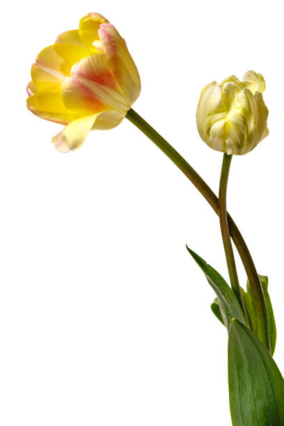 istock A pair of tulips isolated on a white background. 2174947247